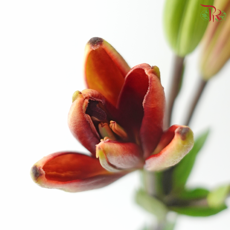 Tiger Lily (4+) - Ruby / Black Onyx / Shell (5 Stems)