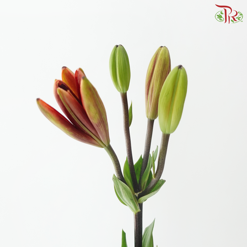 Tiger Lily (4+) - Ruby / Black Onyx / Shell (5 Stems)