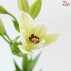 Tiger Lily - White (5 Stems) *(2-5)