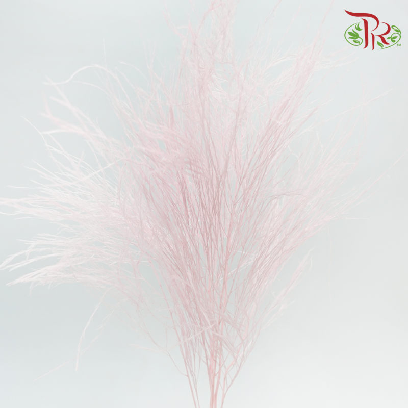 Tiki Fern Preservative - Light Pink (Per Bunch)