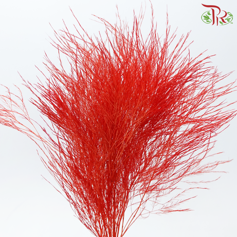 Tiki Fern Preservative - Red (Per Bunch)