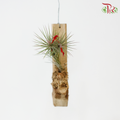 Tillandsia Ionantha《小精灵凤梨》