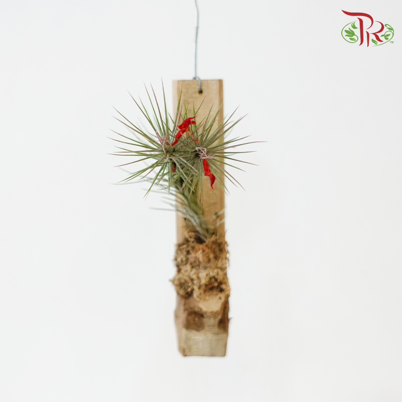 Tillandsia Ionantha《小精灵凤梨》