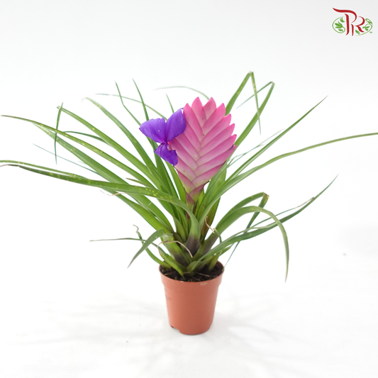 Tillandsia Cyanea Mini《紫花凤梨》- NL