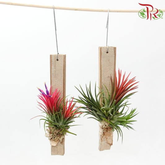 Tillandsia Ionantha (Hanging) 《小精灵凤梨》(Random Choose Colour)