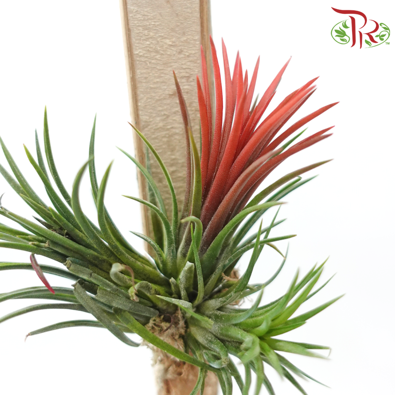 Tillandsia Ionantha (Hanging) 《小精灵凤梨》(Random Choose Color)