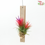 Tillandsia Ionantha (Hanging) 《小精灵凤梨》(Random Choose Color)