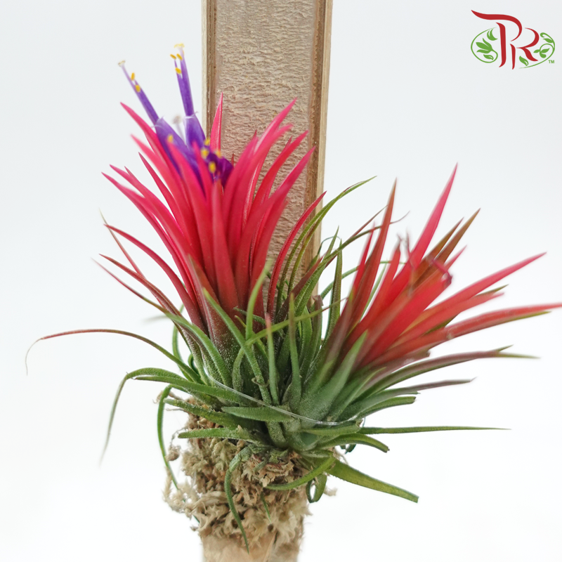 Tillandsia Ionantha (Hanging) 《小精灵凤梨》(Random Choose Color)