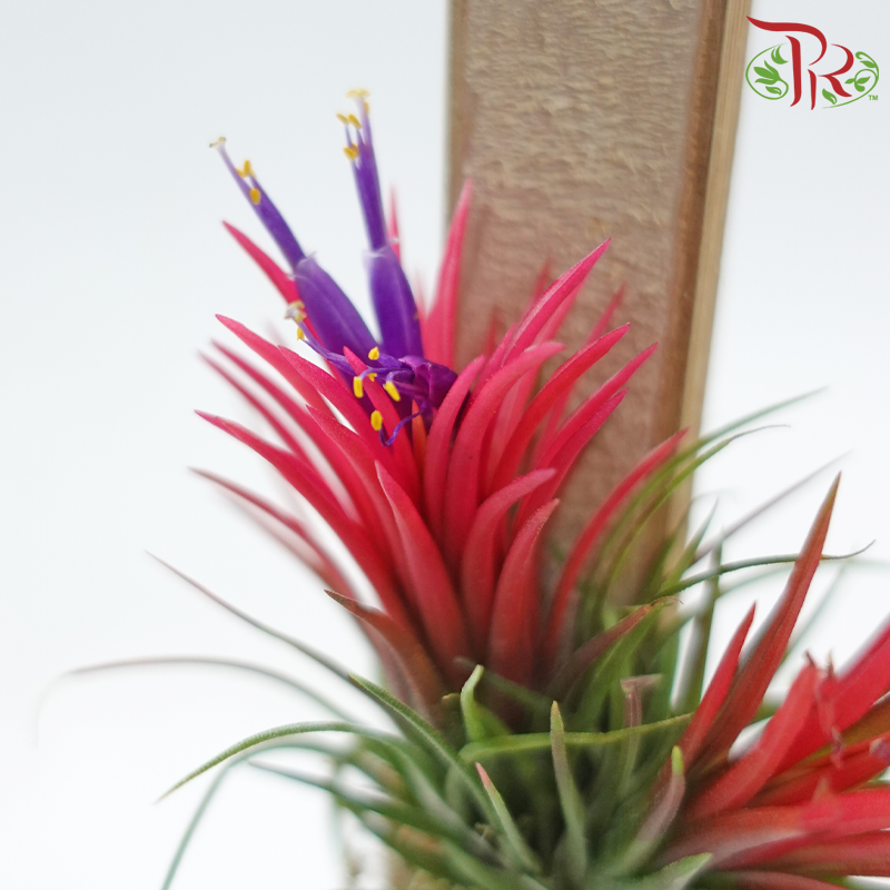 Tillandsia Ionantha (Hanging) 《小精灵凤梨》(Random Choose Color)