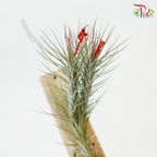 Tillandsia Ionantha《小精灵凤梨》
