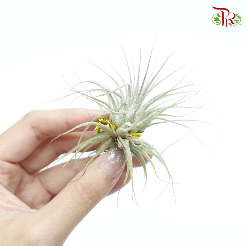 Tillandsia spp  《空气凤梨》 - Pudu Ria Florist