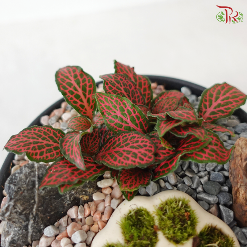 Tiny Paw Plant Heaven (With Pot Color Option)