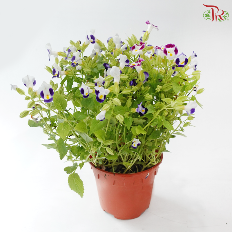 Torenia P150 夏堇 J01