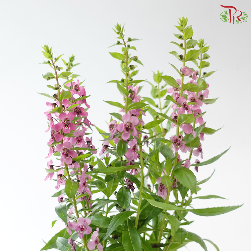 Angelonia P150《天使花》