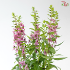 Angelonia P150《天使花》