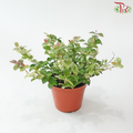 Trachelospermum Asiaticum Tricolour P120《五彩斑叶络石》