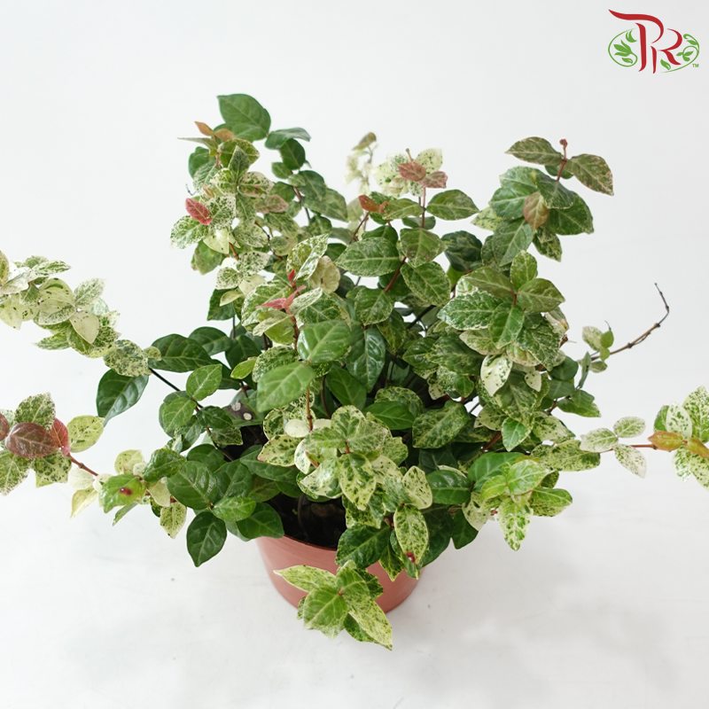 Trachelospermum Asiaticum Tricolour P120《五彩斑叶络石》