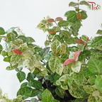 Trachelospermum Asiaticum Tricolour P120《五彩斑叶络石》