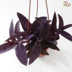 Trad Pallida 140P 紫锦草 F02