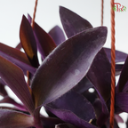 Trad Pallida 140P 紫锦草 F02