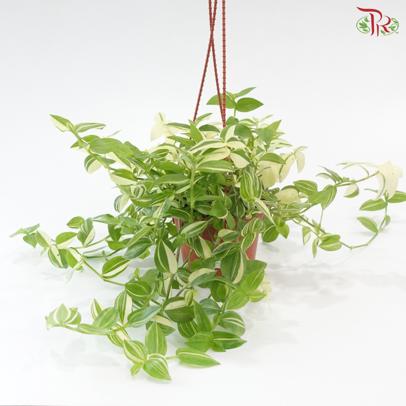 Tradescanta Fluminensis Variegated P120《银线水竹草》