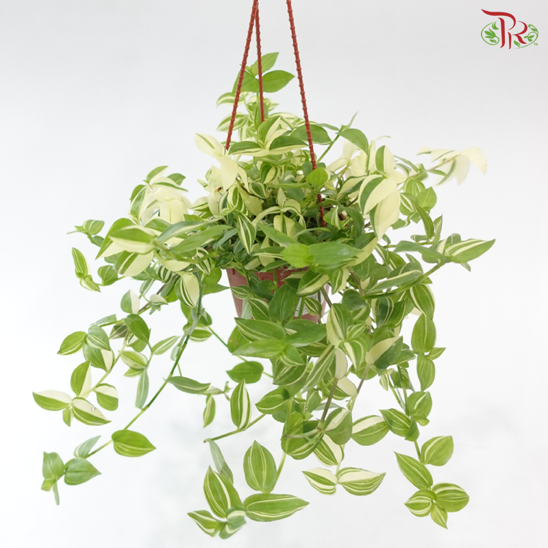 Tradescanta Fluminensis Variegated P120《银线水竹草》