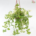 Tradescanta Fluminensis Variegated P120《银线水竹草》