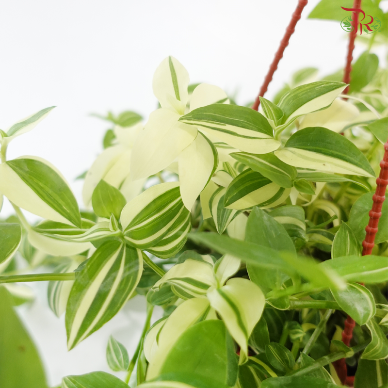 Tradescanta Fluminensis Variegated P120《银线水竹草》