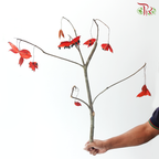 Tree Starfish (Per Bunch)