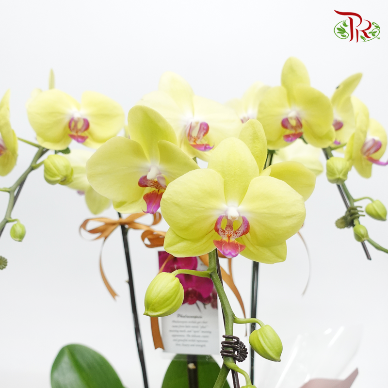 Tri-  Phalaenopsis Orchid Pot Arrangement