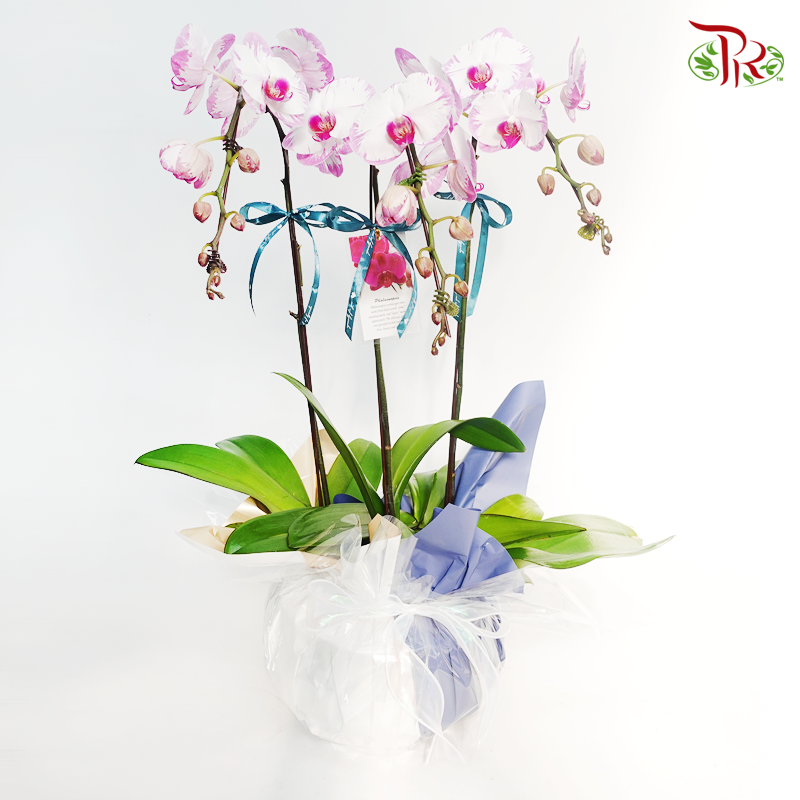 Tri-  Phalaenopsis Orchid Pot Arrangement In Blue/ White Wrapping