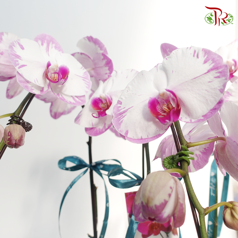 Tri-  Phalaenopsis Orchid Pot Arrangement In Blue/ White Wrapping - Pudu Ria Florist