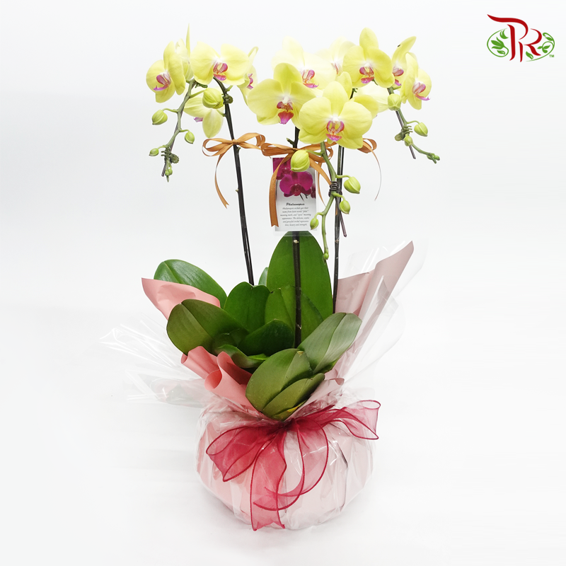 Tri-  Phalaenopsis Orchid Pot Arrangement - Pudu Ria Florist