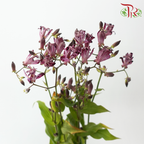 Tricyrtis - (5 Stems)