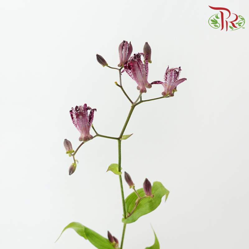 Tricyrtis - (5 Stems)