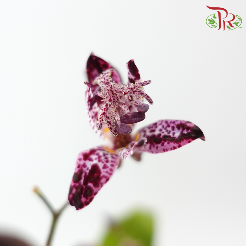 Tricyrtis - (5 Stems)