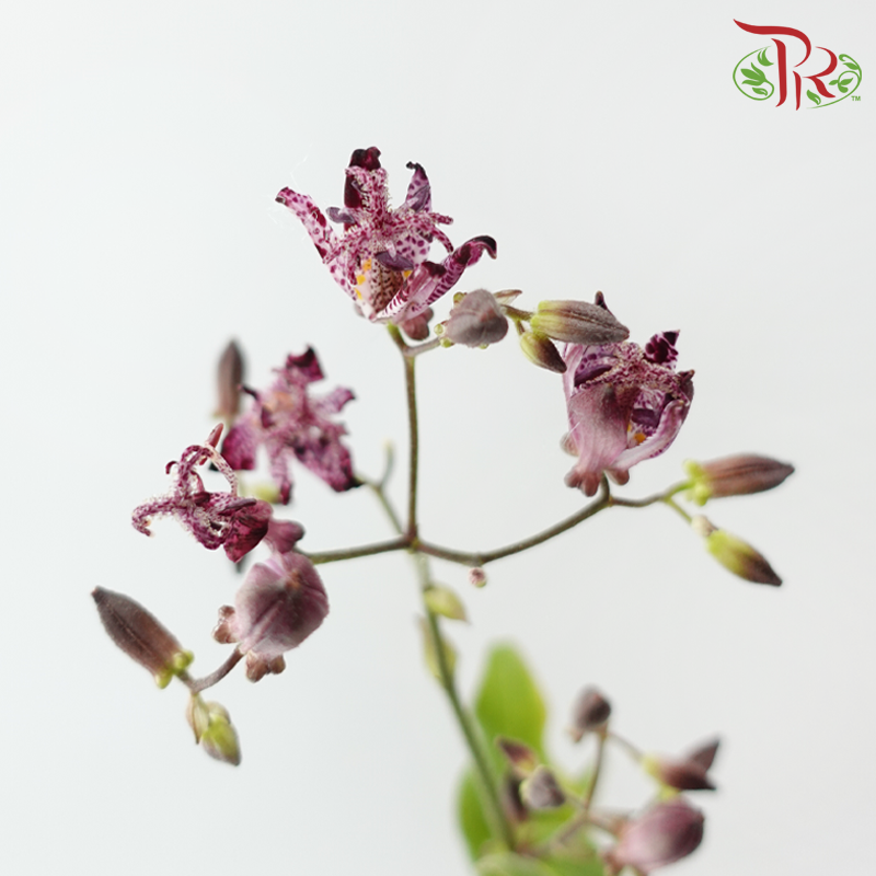 Tricyrtis - (5 Stems)