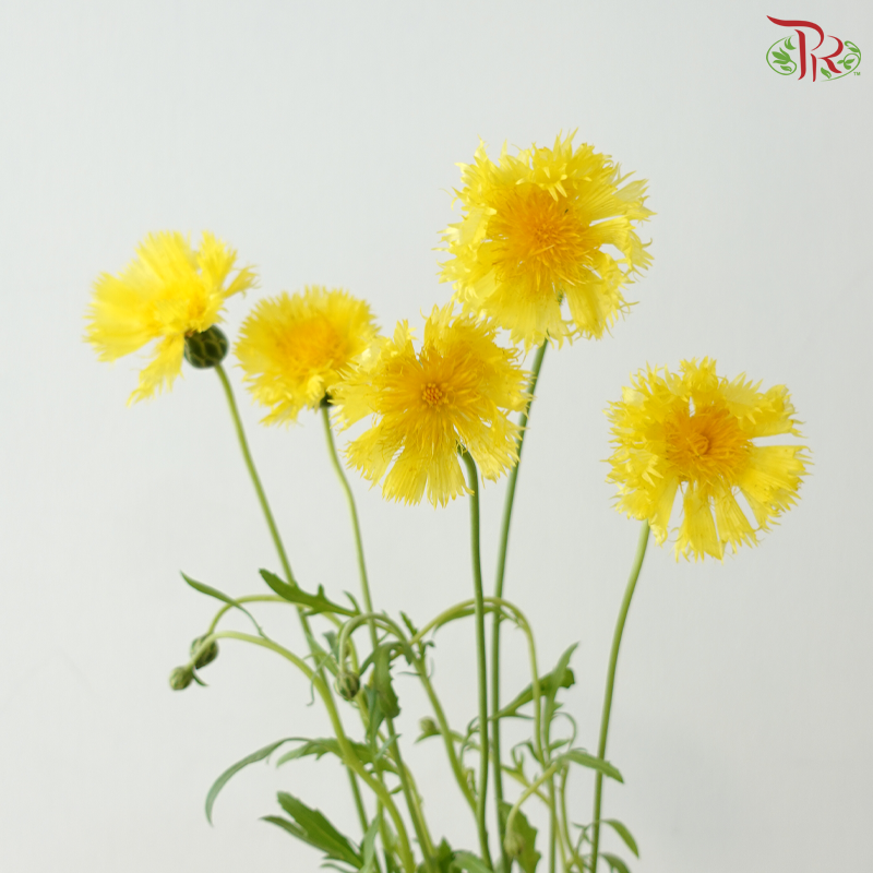 Trifolum - Yellow (5 Stems)