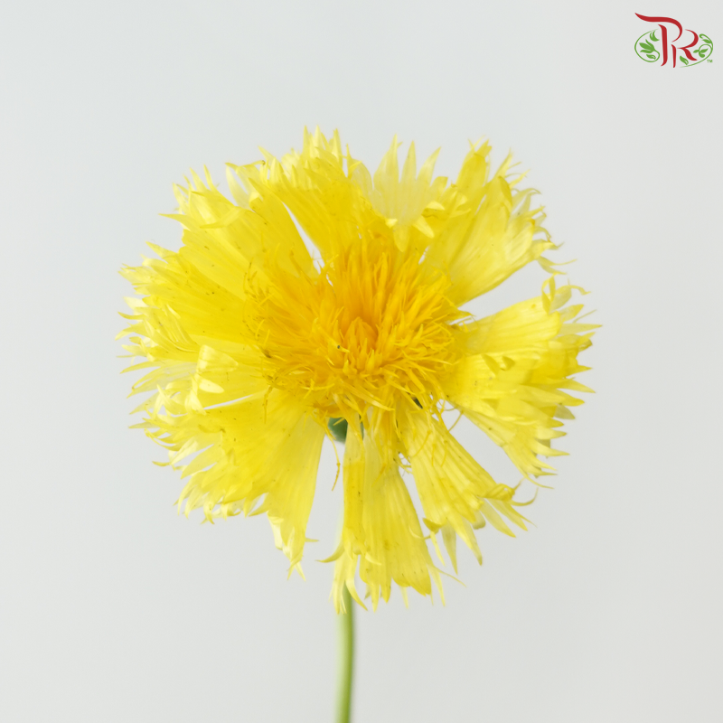 Trifolum - Yellow (5 Stems)