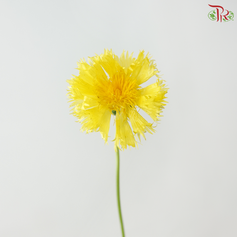 Trifolum - Yellow (5 Stems)