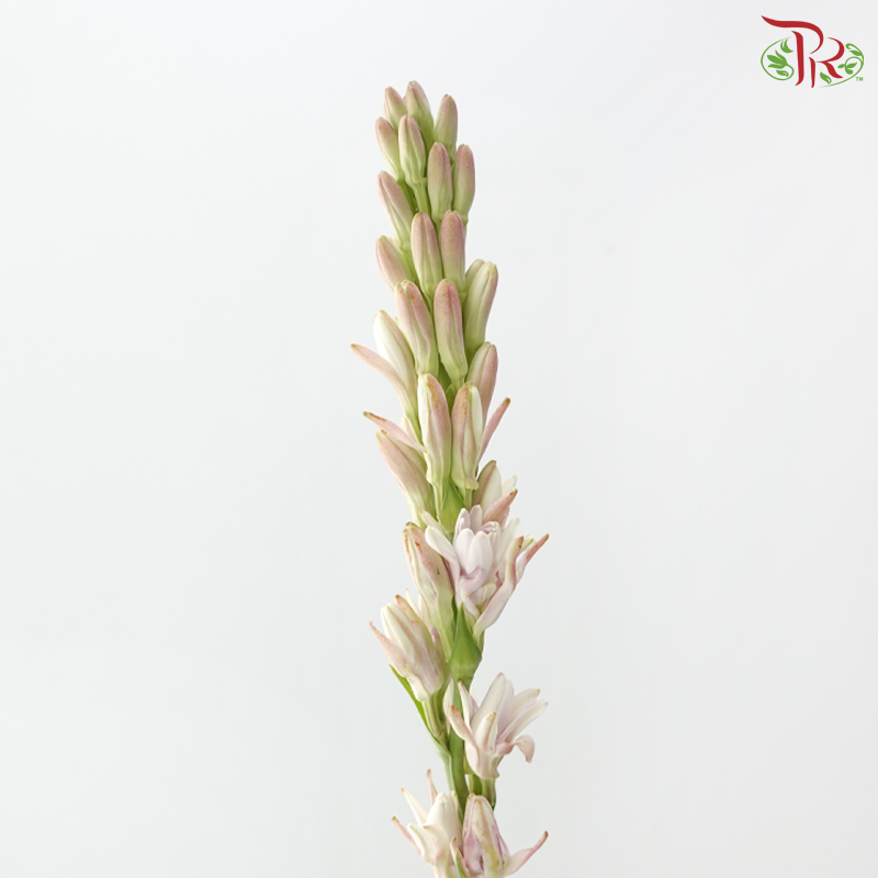 Tuberose - (Sundal Malam)