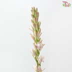 Tuberose - (Sundal Malam)