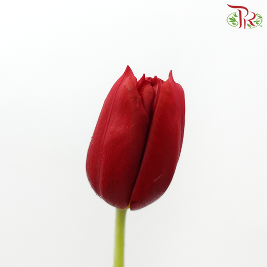 Tulip - Surrender (5 Stems / 10 Stems)