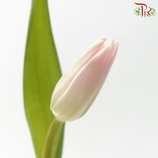 Tulip - Light Pink (5 Stems / 10 Stems)