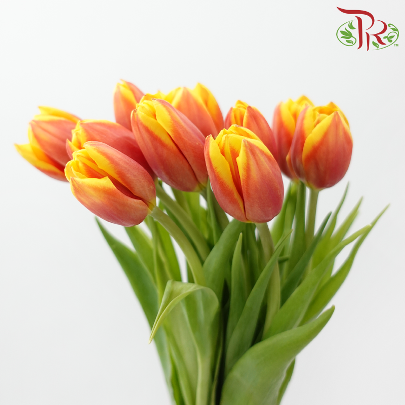 Tulip - Bicolour Orange Red (5 Stems / 10 Stems)