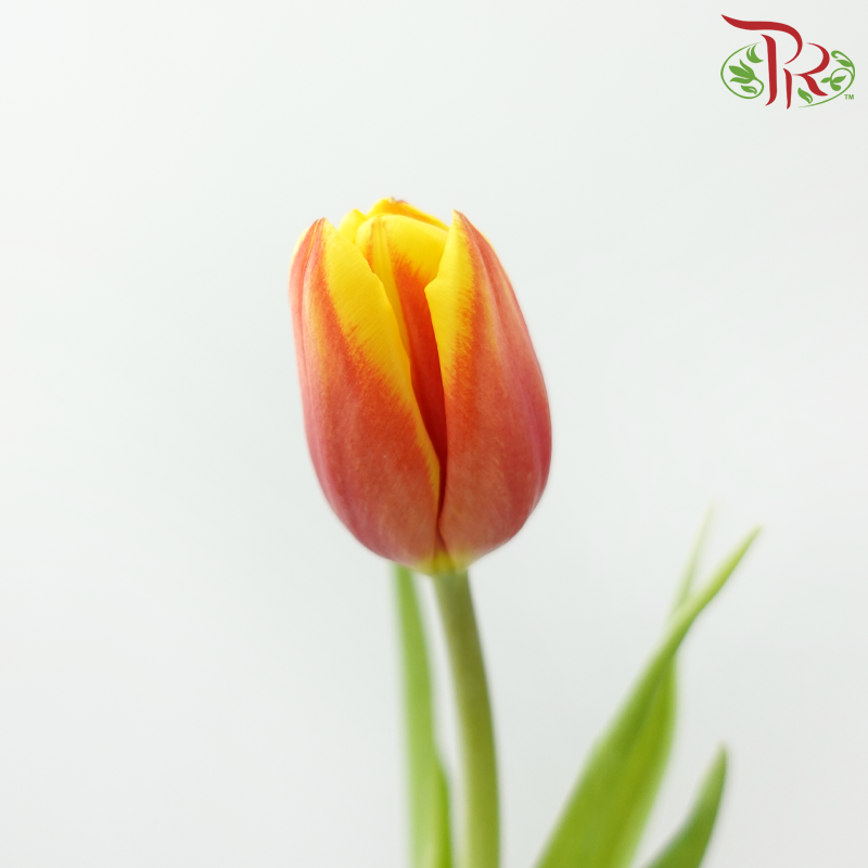 Tulip - Bicolour Orange Red (5 Stems / 10 Stems)