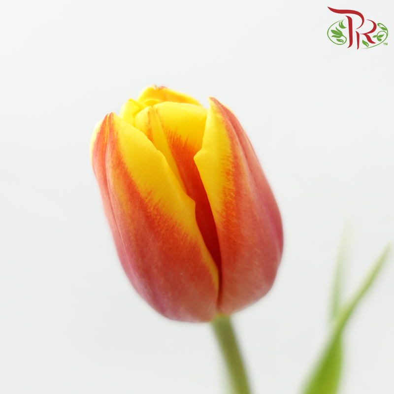 Tulip - Bicolour Orange Red (5 Stems / 10 Stems)