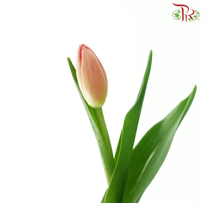 Tulip - Ninja (9-10 Stems)