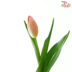 Tulip - Ninja (9-10 Stems)