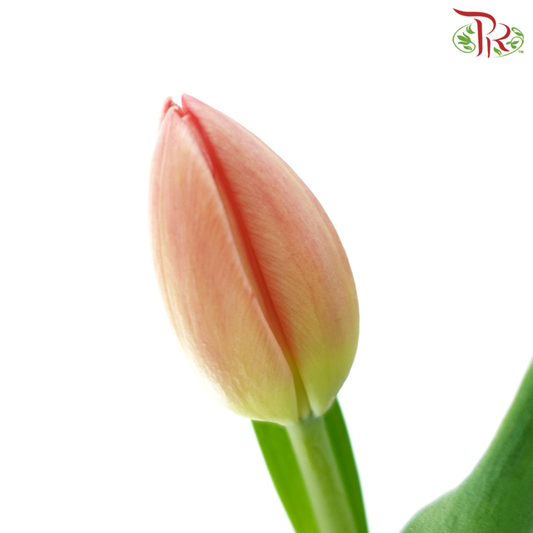 Tulip - Ninja (5 Stems / 10 Stems)